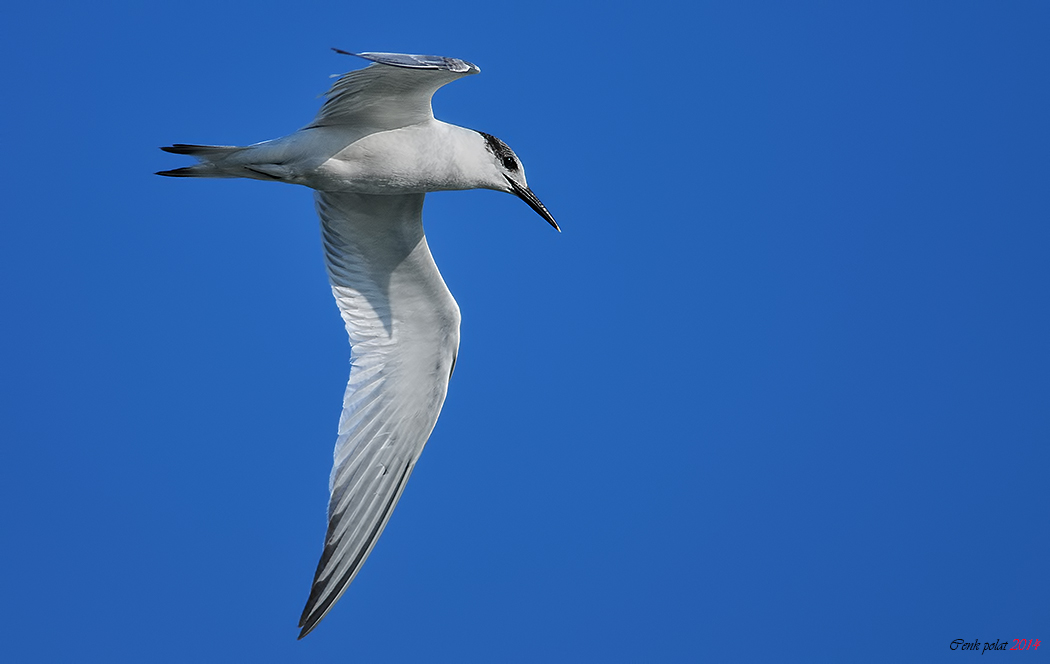 Sandwich Tern